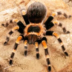 Brachypelma hamorii