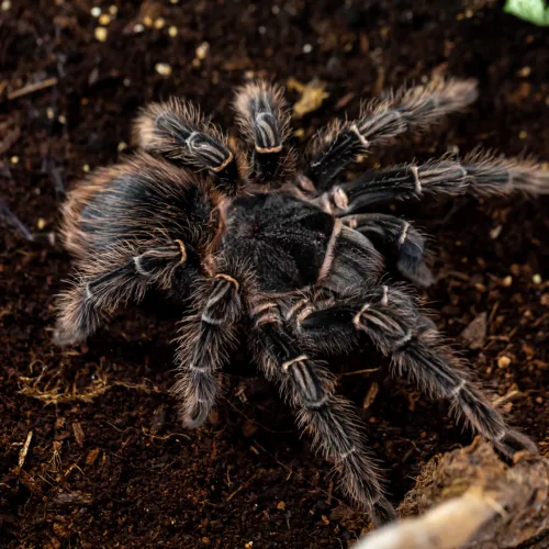 Lasiodora parahybana