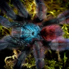 Caribena versicolor