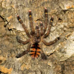 Avicularia juruensis M2