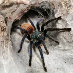 Chromatopelma cyaneopubescens