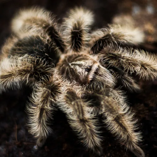 Tliltocatl albopilosus Nicaragua