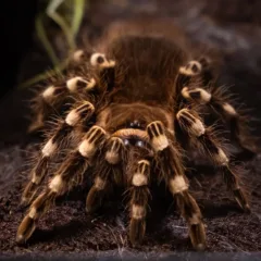 Acanthoscurria geniculata