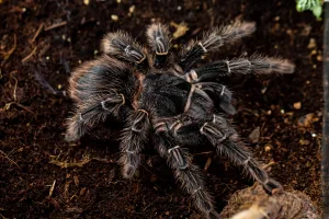 Lasiodora parahybana