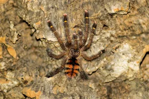 Avicularia juruensis M2