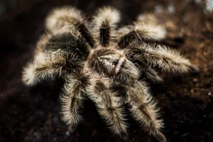 Tliltocatl albopilosus Nicaragua