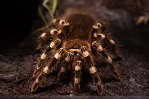 Acanthoscurria geniculata